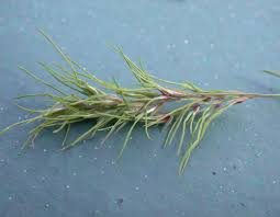 Attēlu rezultāti vaicājumam “Poa remota bud”