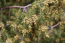 Attēlu rezultāti vaicājumam “Juniperus communis male flower”