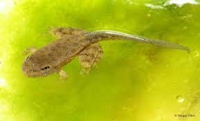 Attēlu rezultāti vaicājumam “Pelophylax juvenile”