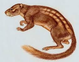 Attēlu rezultāti vaicājumam “Rodentia”