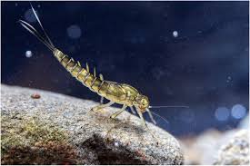 Attēlu rezultāti vaicājumam “Ephemeroptera”