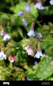 Attēlu rezultāti vaicājumam “Pulmonaria saccharata”