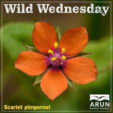 Attēlu rezultāti vaicājumam “Anagallis arvensis flower”