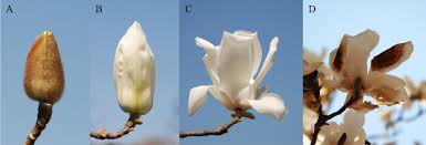 Attēlu rezultāti vaicājumam “Magnolia kobus flower”