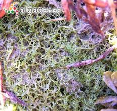 Attēlu rezultāti vaicājumam “Orthotrichum cupulatum var. riparium sporophyte”