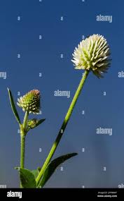 Attēlu rezultāti vaicājumam “Trifolium montanum flower”