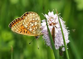 Attēlu rezultāti vaicājumam “Boloria eunomia upperside”