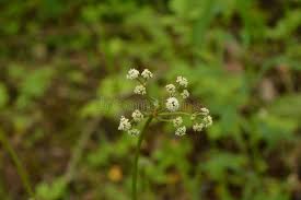 Attēlu rezultāti vaicājumam “Sanicula europaea flower”