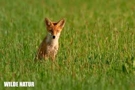 Attēlu rezultāti vaicājumam “Vulpes vulpes”