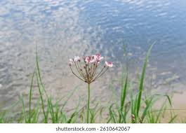 Attēlu rezultāti vaicājumam “Butomaceae”