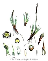 Attēlu rezultāti vaicājumam “Juncaginaceae”