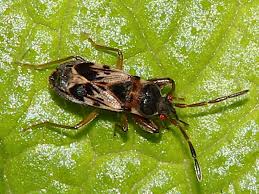 Attēlu rezultāti vaicājumam “Scolopostethus thomsoni”