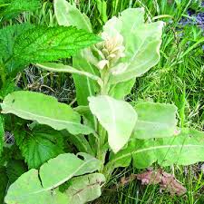 Attēlu rezultāti vaicājumam “Verbascum thapsus”