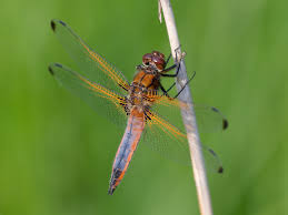 Attēlu rezultāti vaicājumam “Libellula fulva male”