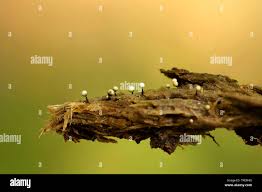 Attēlu rezultāti vaicājumam “Cribraria macrocarpa”