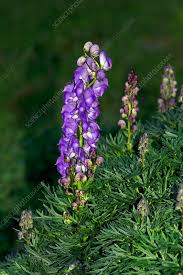 Image result for Aconitum napellus