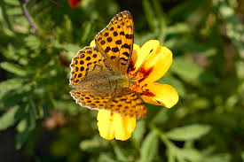 Attēlu rezultāti vaicājumam “Issoria lathonia”