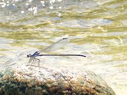 Attēlu rezultāti vaicājumam “Odonata”