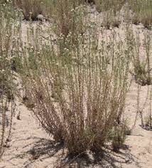 Attēlu rezultāti vaicājumam “Craterium leucocephalum stalked”
