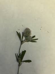 Attēlu rezultāti vaicājumam “Trifolium arvense fruit”