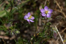 Attēlu rezultāti vaicājumam “Spergularia rubra”