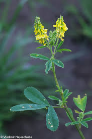 Attēlu rezultāti vaicājumam “Melilotus wolgicus flower”