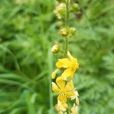Attēlu rezultāti vaicājumam “Agrimonia eupatoria flower”