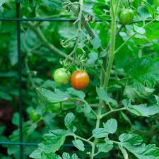 Attēlu rezultāti vaicājumam “Lycopersicon esculentum leaf”