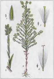 Attēlu rezultāti vaicājumam “Filago arvensis”