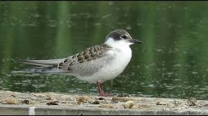 Attēlu rezultāti vaicājumam “Chlidonias hybrida”