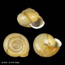 Attēlu rezultāti vaicājumam “Arianta arbustorum”