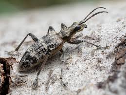 Attēlu rezultāti vaicājumam “Rhagium inquisitor”