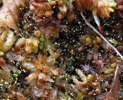 Attēlu rezultāti vaicājumam “Calypogeia”