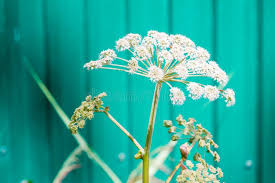 Attēlu rezultāti vaicājumam “Cicuta virosa leaf”