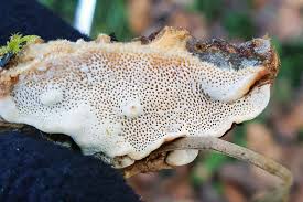 Attēlu rezultāti vaicājumam “Heterobasidion annosum”