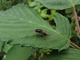 Attēlu rezultāti vaicājumam “Schizotus pectinicornis larva”