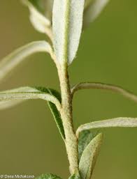 Attēlu rezultāti vaicājumam “Hippophae rhamnoides leaf”