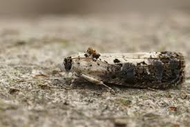 Attēlu rezultāti vaicājumam “Hedya salicella”