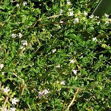 Attēlu rezultāti vaicājumam “Thymus vulgaris”