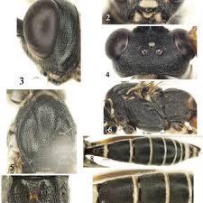 Attēlu rezultāti vaicājumam “Diderma effusum spores”