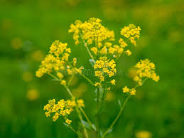Attēlu rezultāti vaicājumam “Sinapis arvensis flower”