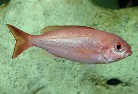 Image result for Rhomboplites aurorubens