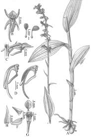 Attēlu rezultāti vaicājumam “Herminium monorchis fruit”
