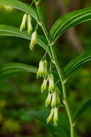 Attēlu rezultāti vaicājumam “Polygonatum multiflorum  flower”