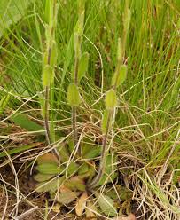 Attēlu rezultāti vaicājumam “Arabis hirsuta fruit”