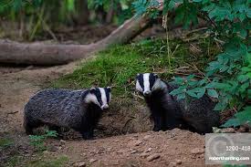 Attēlu rezultāti vaicājumam “Meles meles”