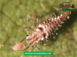 Attēlu rezultāti vaicājumam “Chrysopidae larva”