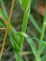Image result for Tragopogon pratensis