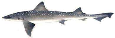 Image result for Mustelus mustelus