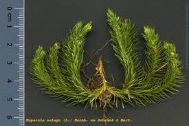Attēlu rezultāti vaicājumam “Huperzia selago”
